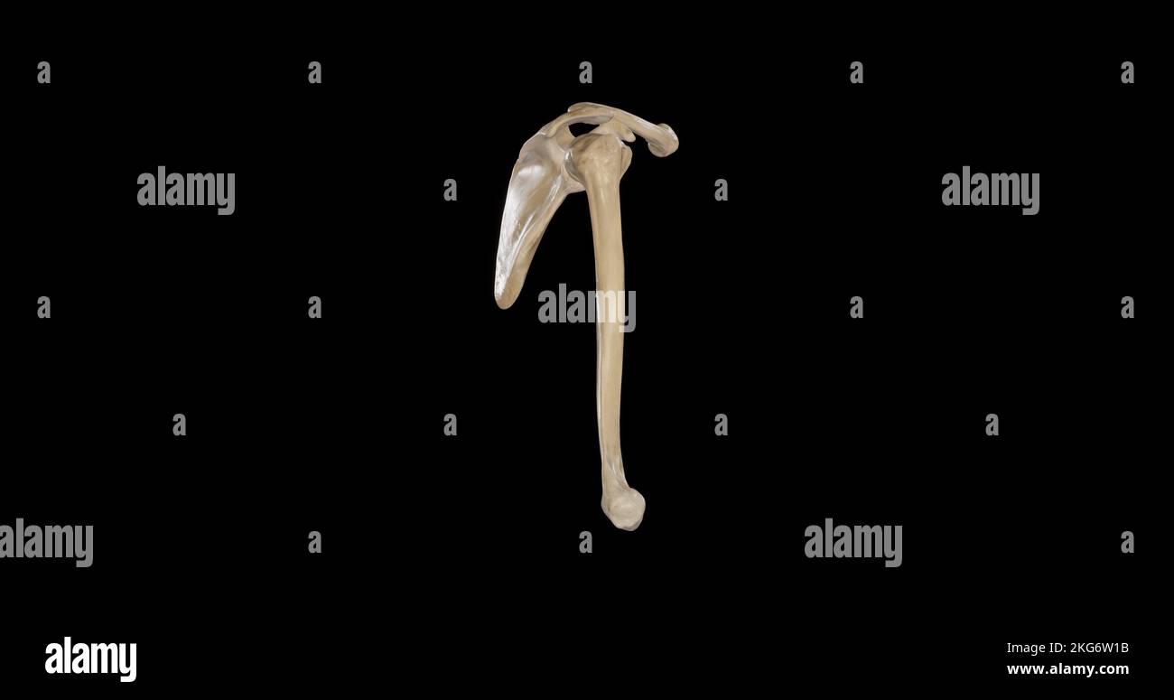 Knochen des Schultergürtels - Seitenansicht Stockfoto