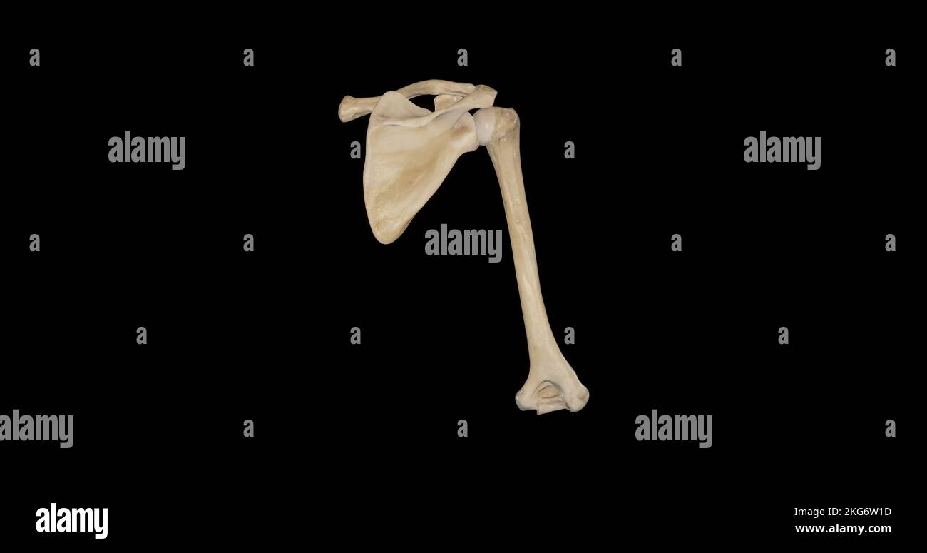 Knochen des Schultergürtels – posteriore Ansicht Stockfoto