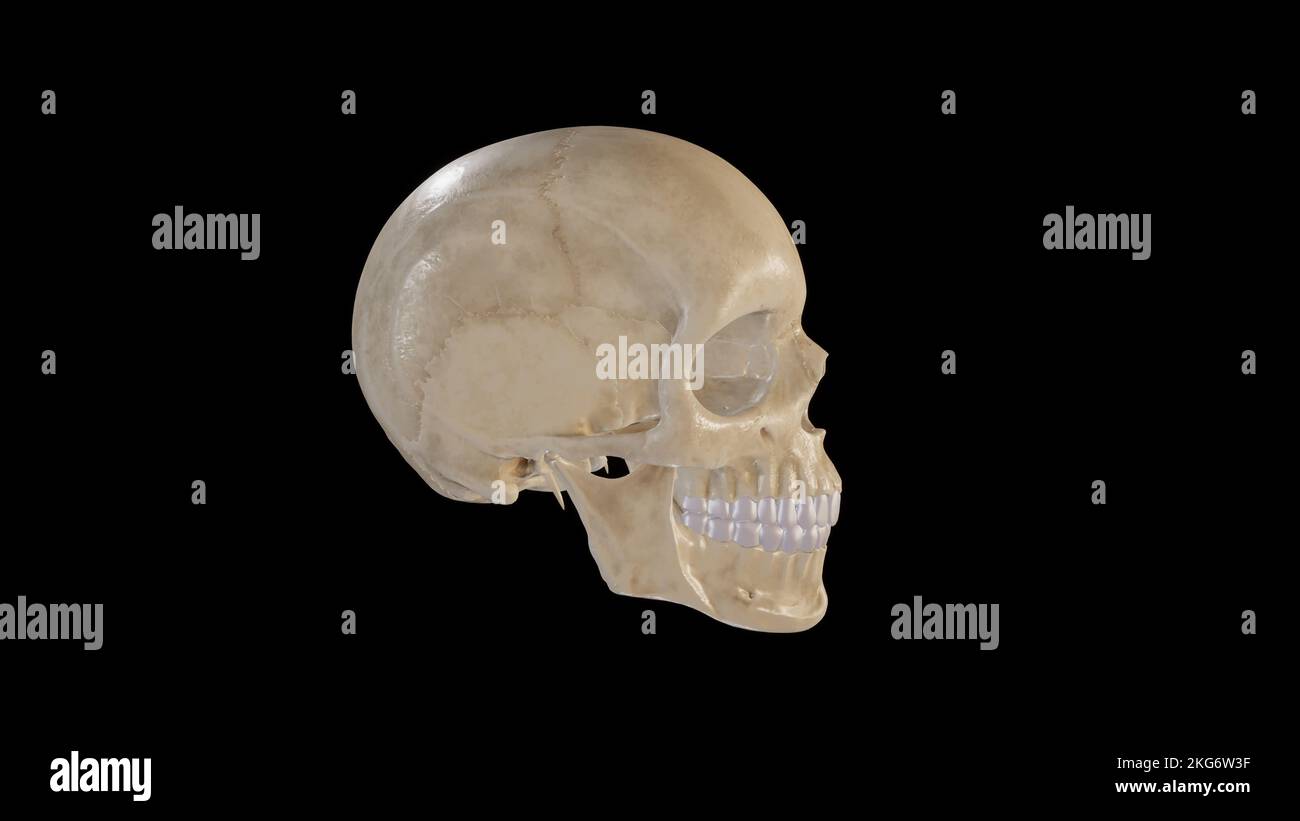 Laterale Ansicht des Schädels Stockfoto