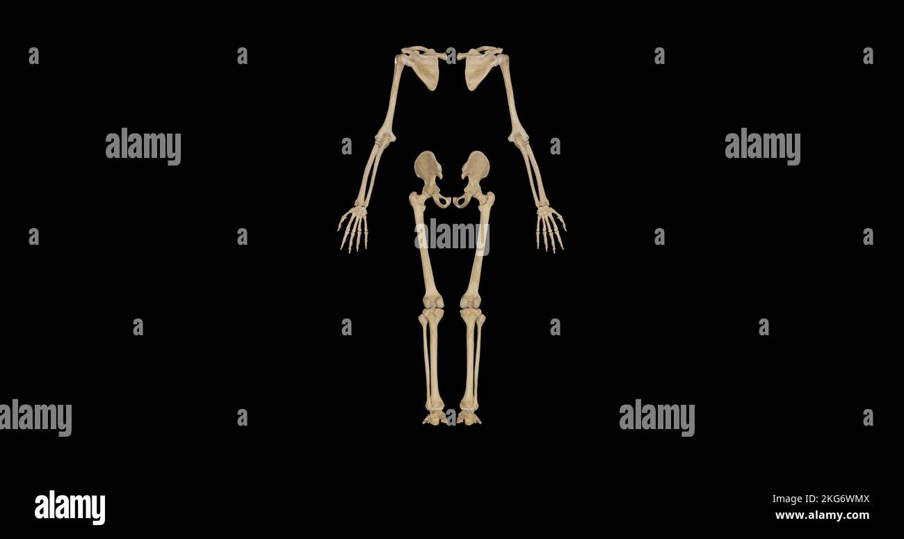 Posteriore Ansicht des Appendiculären Skeletts Stockfoto