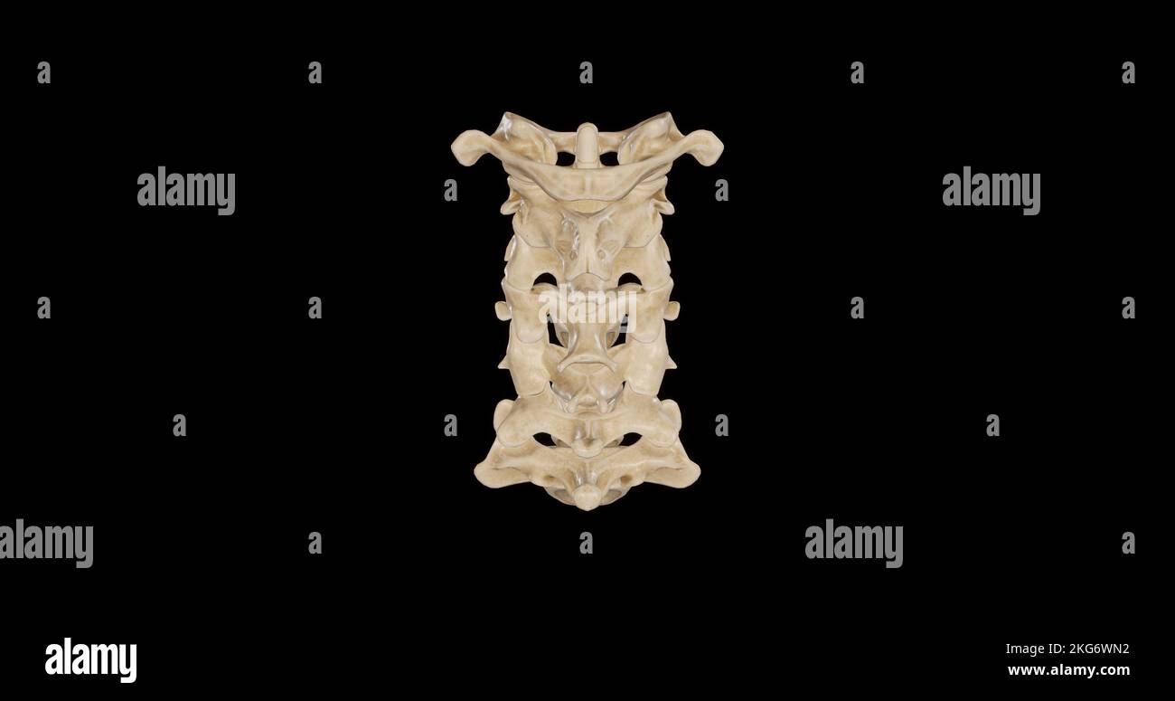 Hinteransicht der Halswirbelsäule Stockfoto