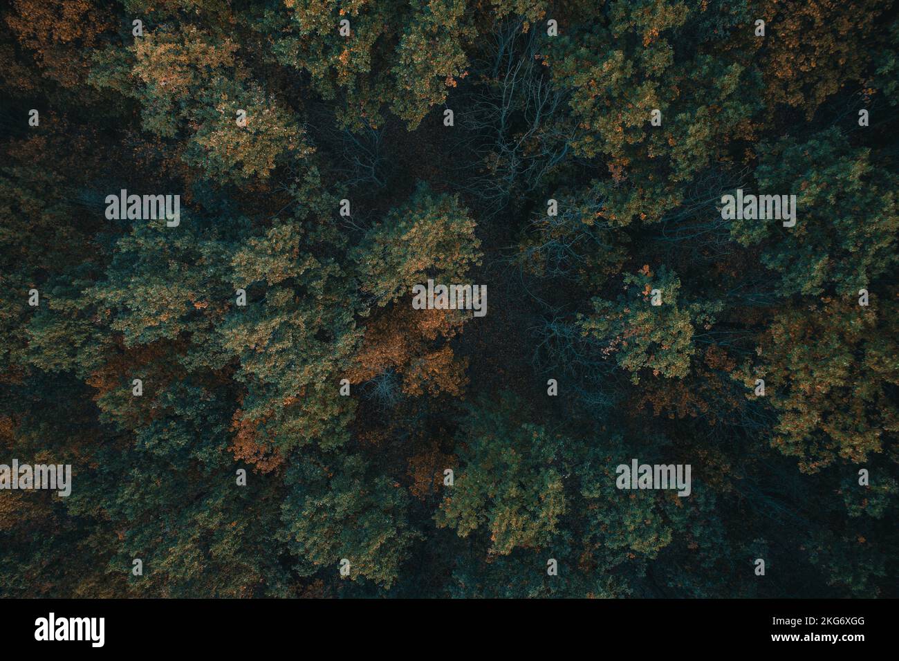 Luftaufnahme Herbstwald Drohne überfliegen braune Bäume Stockfoto