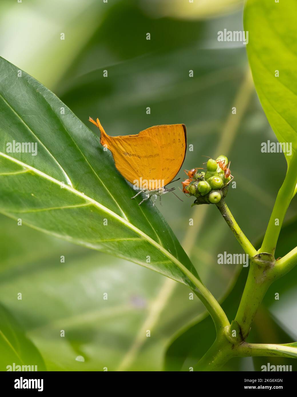 Ein wunderschöner Yamfly (Loxura atymnus) Schmetterling, der auf einem Blatt im Garten in Mangalore, Karnataka in Indien ruht. Stockfoto