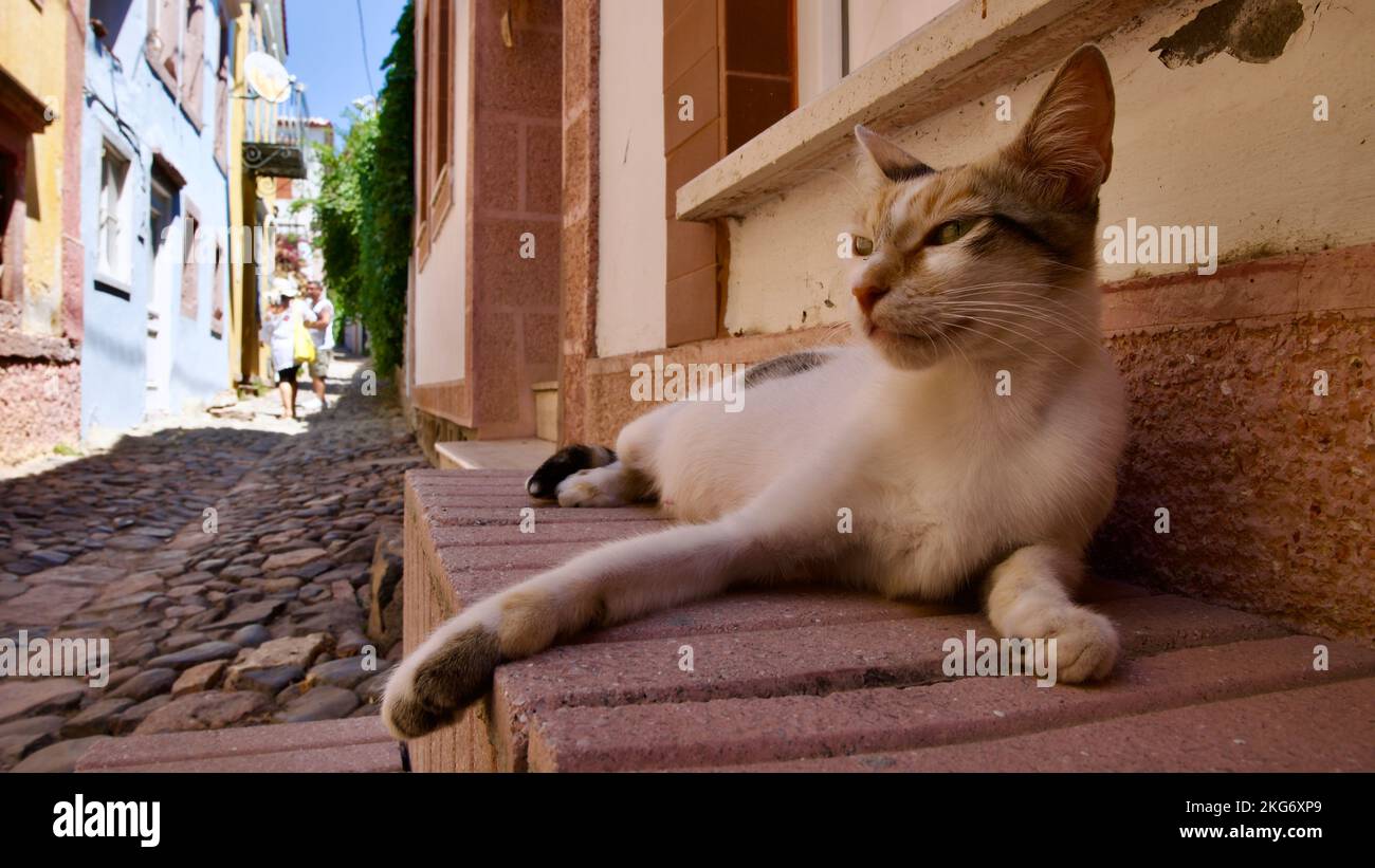 Streunende Katze in verschiedenen Farben. Straßenkatzen aus der Türkei. Konzentrier dich auf die Katze. Stockfoto