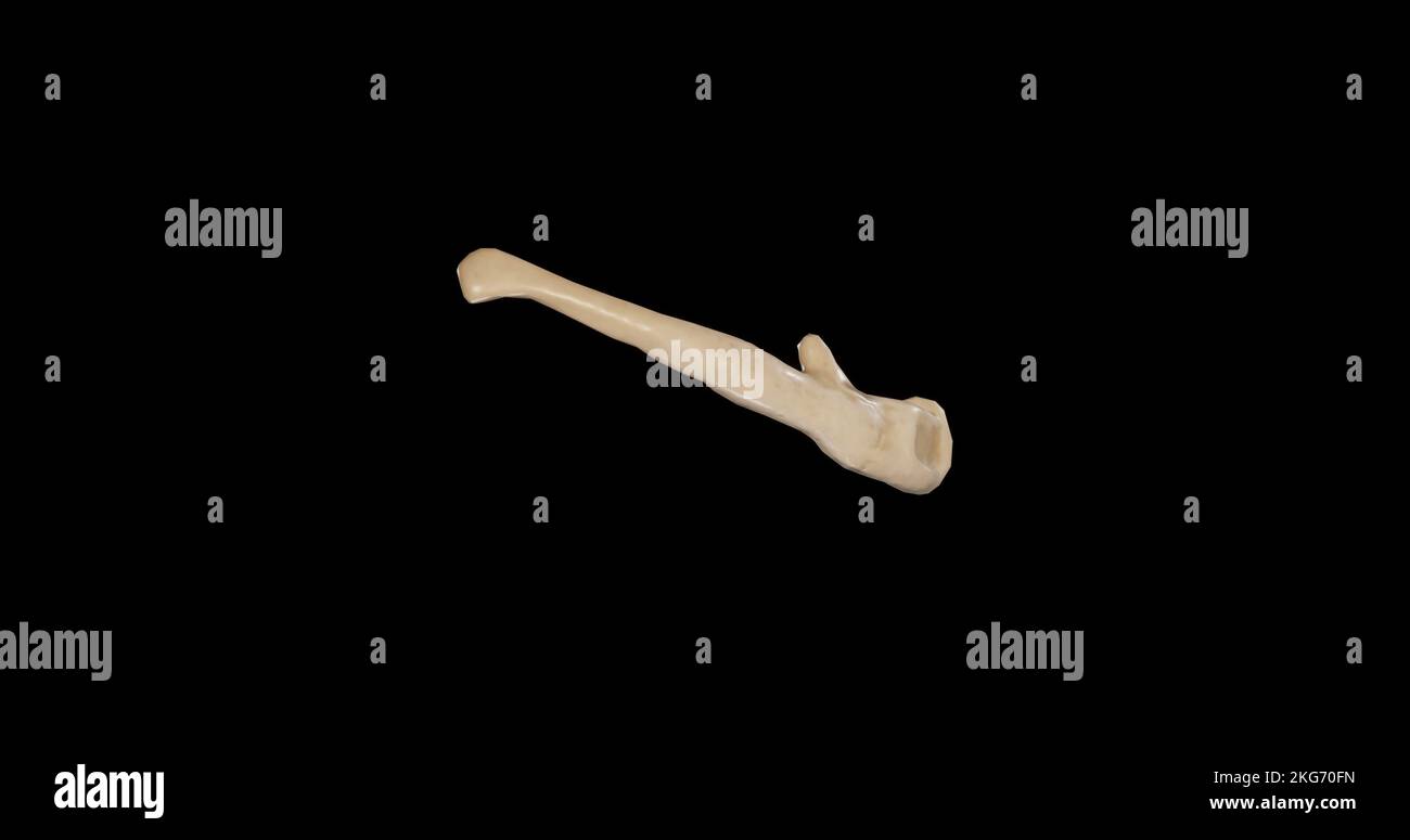 Rechte Ansicht des Hyoidknochens Stockfoto