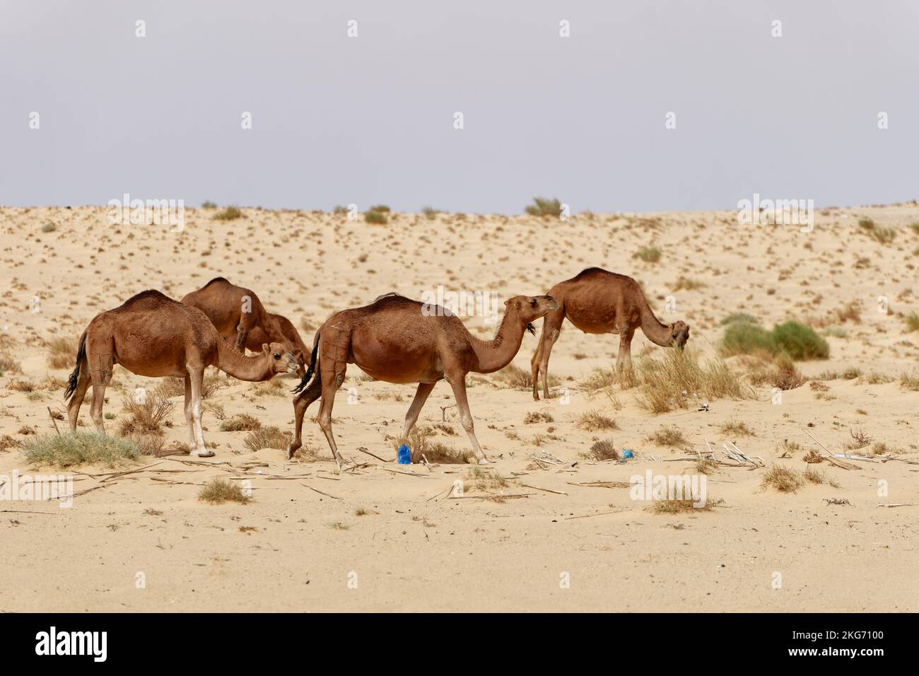 Eine Gruppe Kamele in der Wüste. Wilde Tiere in ihrem natürlichen Lebensraum. Wildnis und trockene Landschaften. Reise- und Tourismusziel in der Wüste. Stockfoto