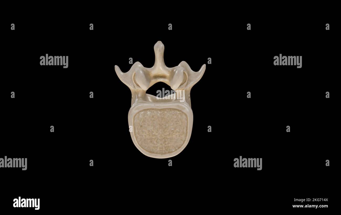 Untere Ansicht des zweiten Lendenwirbelknochens (L2) Stockfoto