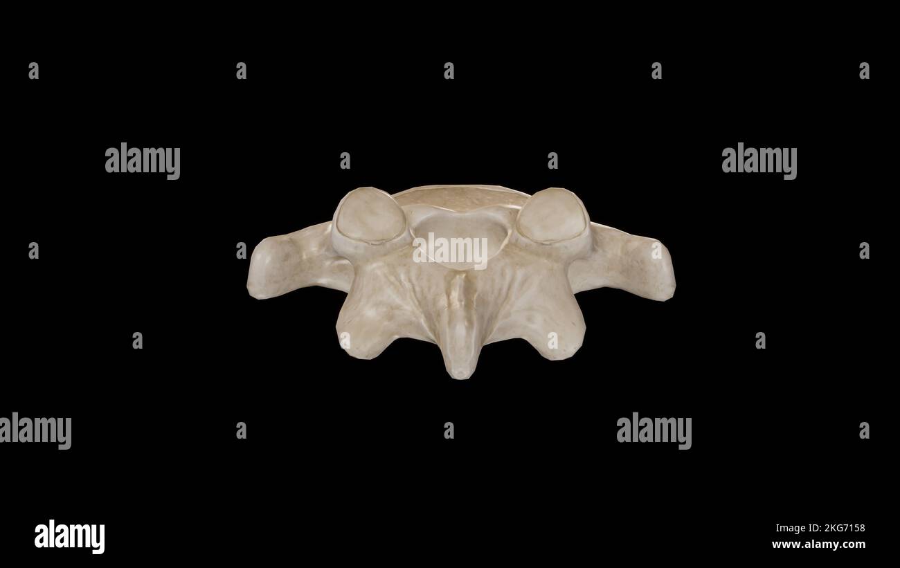 Posteriore Ansicht des fünften Lendenwirbelknochens (L5) Stockfoto