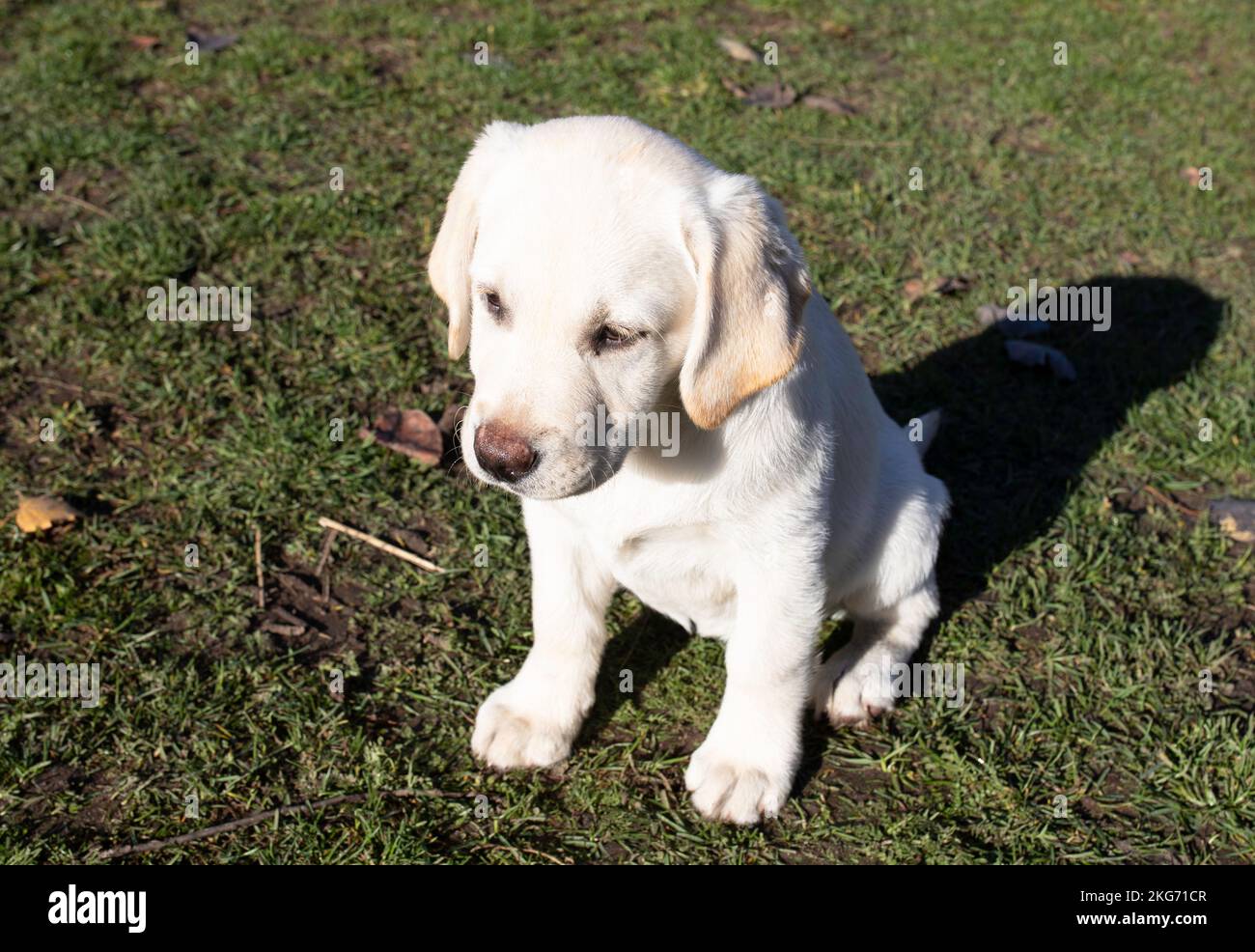 Weibliche Labrador-Welpe, ein reinrassiger Hund auf dem Rasen eines ländlichen Bauernhofes. Stockfoto