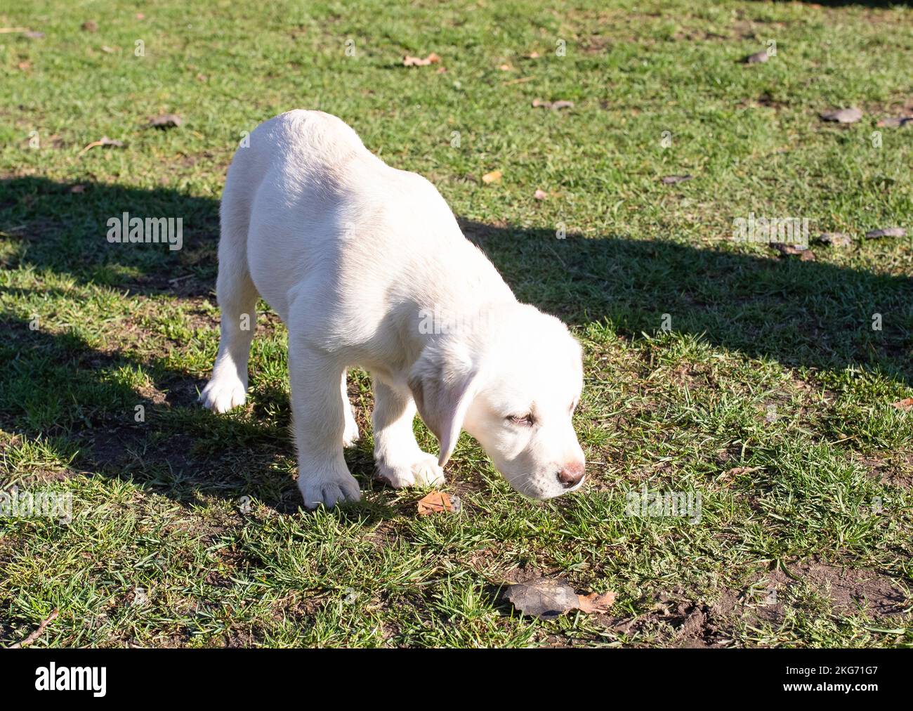 Weibliche Labrador-Welpe, ein reinrassiger Hund auf dem Rasen eines ländlichen Bauernhofes. Stockfoto