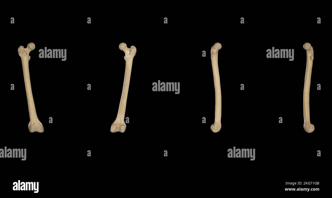Rechtes Femur von mehreren Seiten Stockfoto