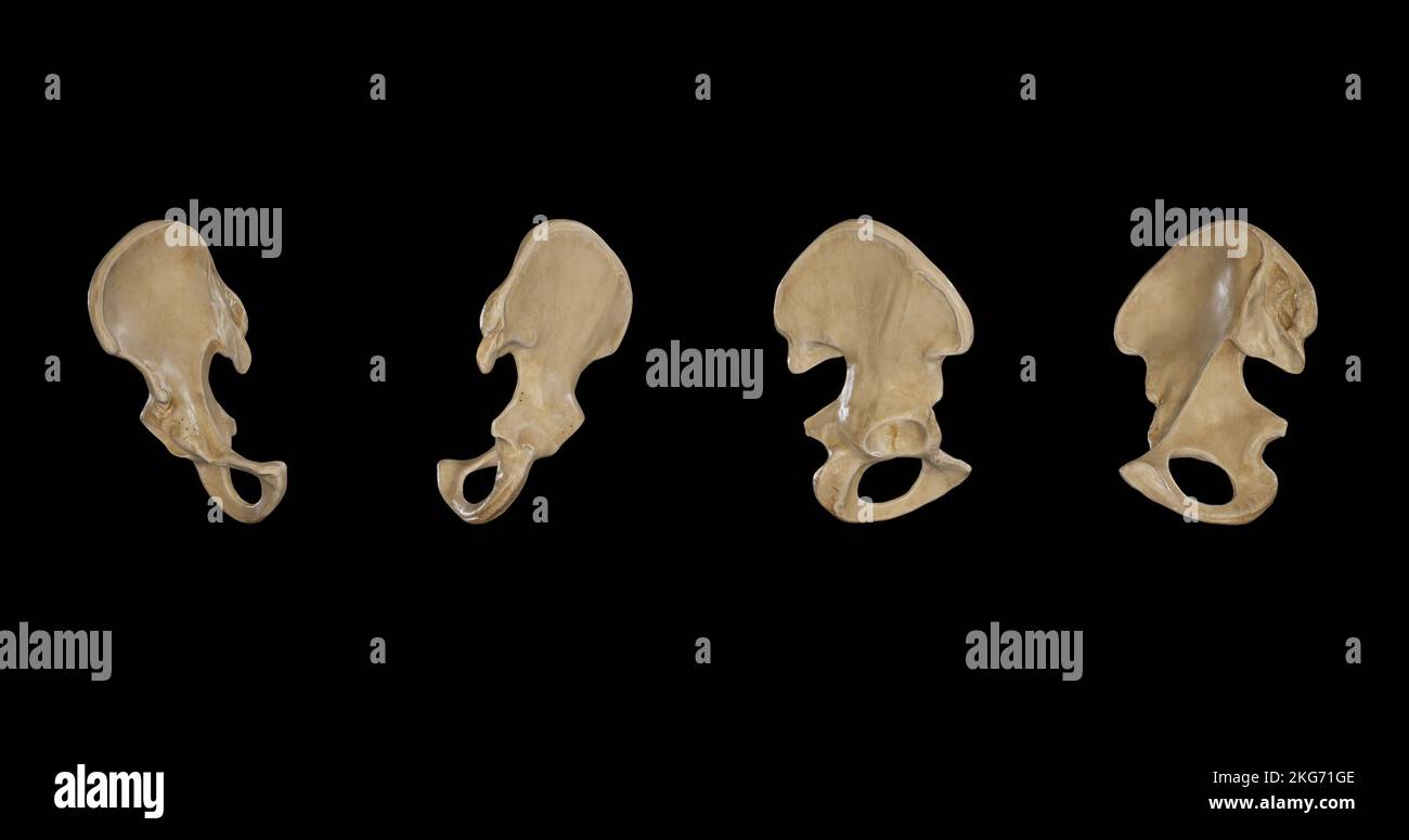 Rechter Hüftknochen von mehreren Seiten Stockfoto