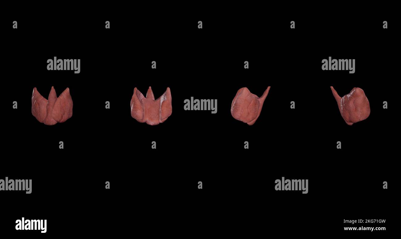 Schilddrüse-Mehrfachansichten Stockfoto