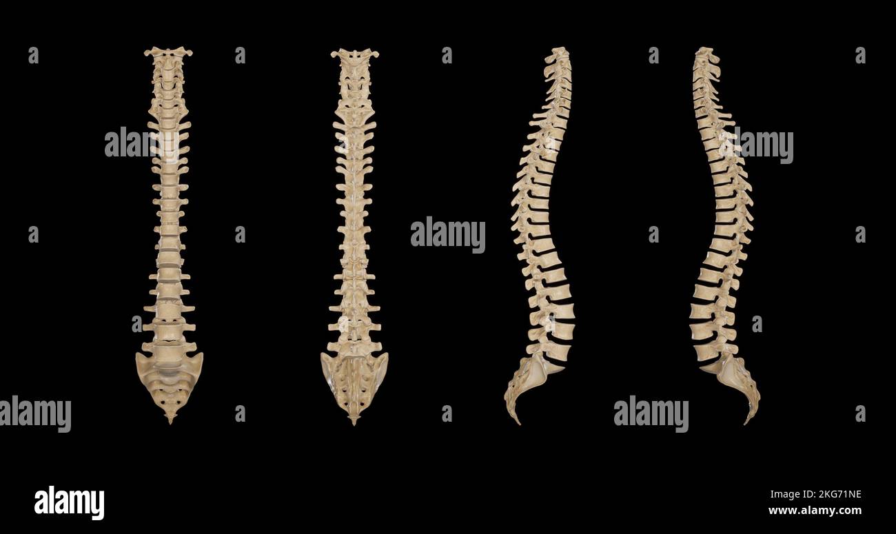 Wirbelsäule – Mehrere Ansichten Stockfoto