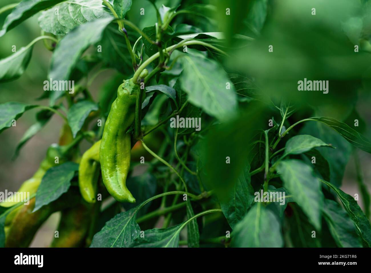 Grüne hauseigene Paprika-Jahresuum-Pflanze mit Früchten im Bio-Garten, selektiver Fokus Stockfoto