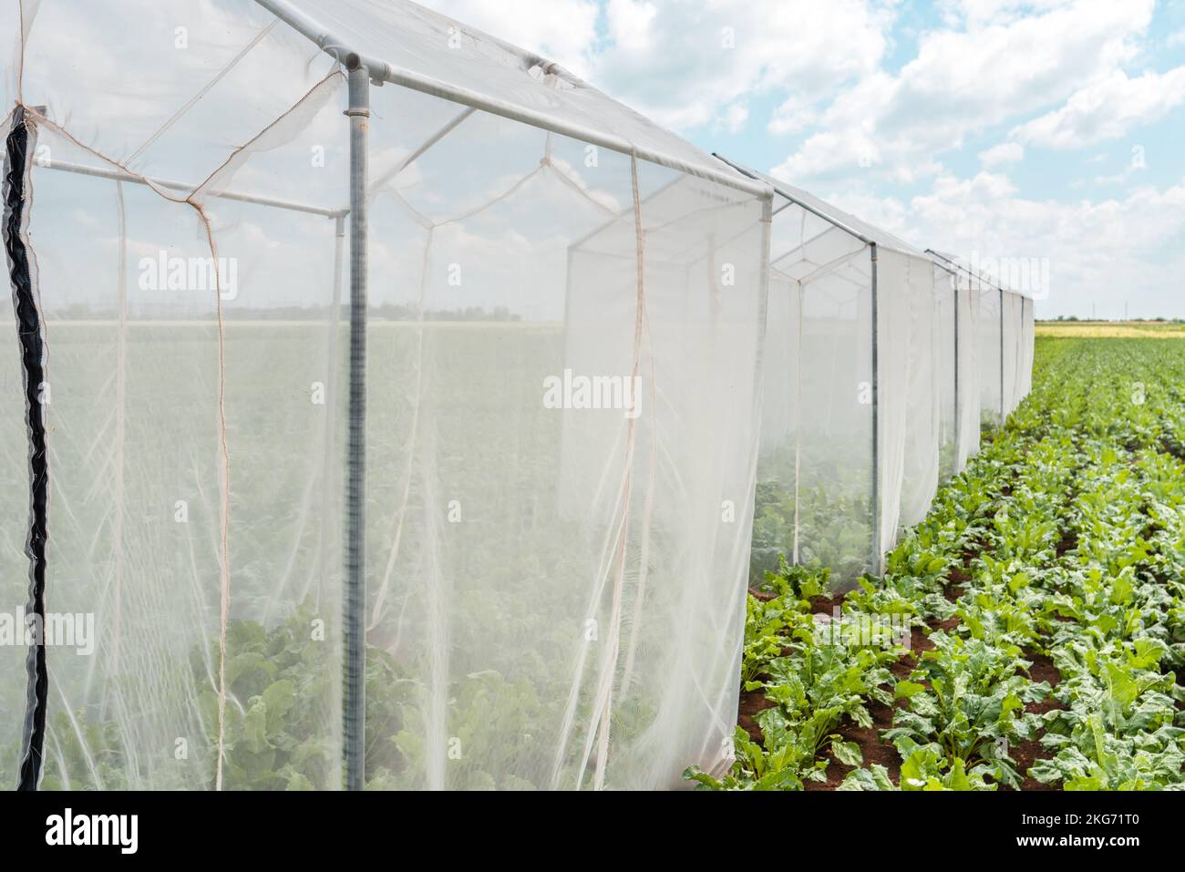 Am sonnigen Sommertag werden Zelte zur Bestäubung von Zuckerrüben in bebauten landwirtschaftlichen Feldern kontrolliert Stockfoto