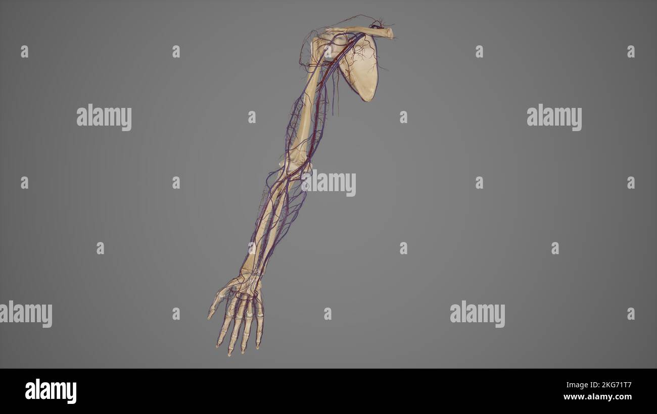 Obere Gliedmaßen mit Blutgefässen Stockfoto