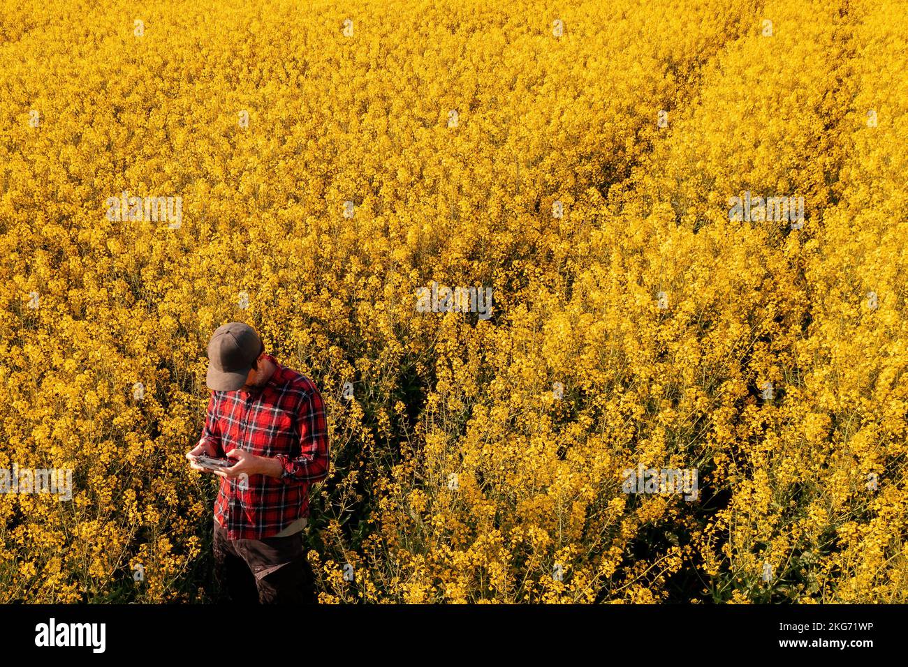 Hochwinkelansicht eines männlichen Landwirts mit Drohnenfernsteuerung in kultiviertem Rapsfeld. Farmarbeiter mit Truckerhut und rotem karierten Hemd Stockfoto