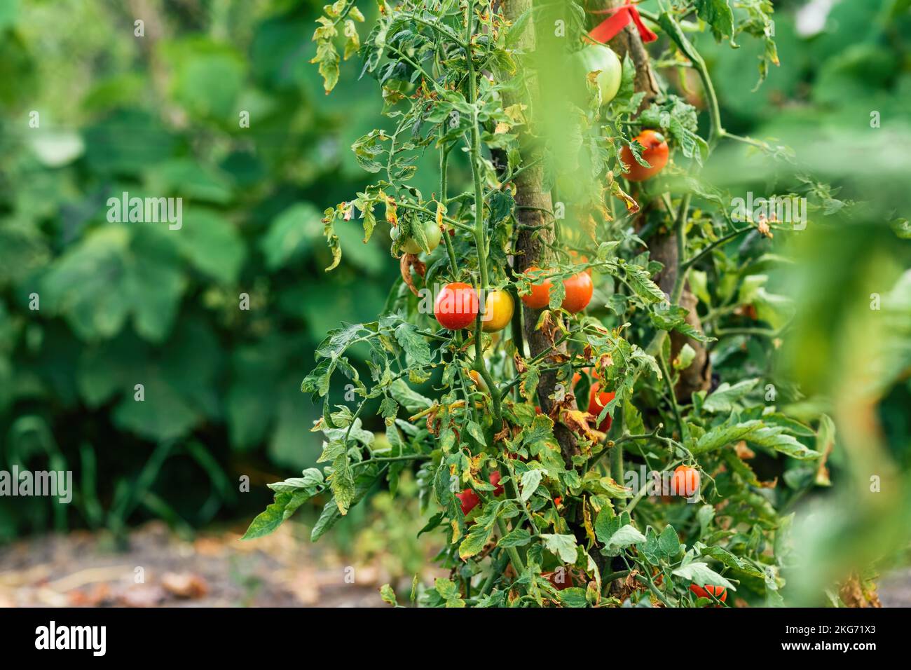 Reife, hausgemachte Tomatenfruchtpflanzen im kultivierten Bio-Garten, selektiver Fokus Stockfoto