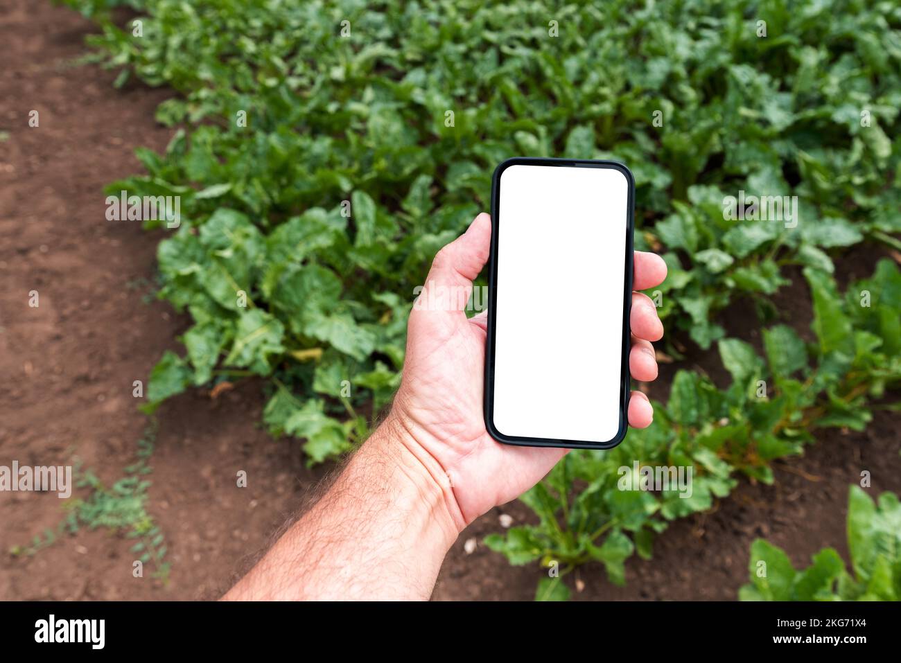 Arbeiter auf dem Bauernhof hält ein Mobiltelefon mit leerem Mockup-Bildschirm im Zuckerrübenanbau, selektiver Fokus Stockfoto