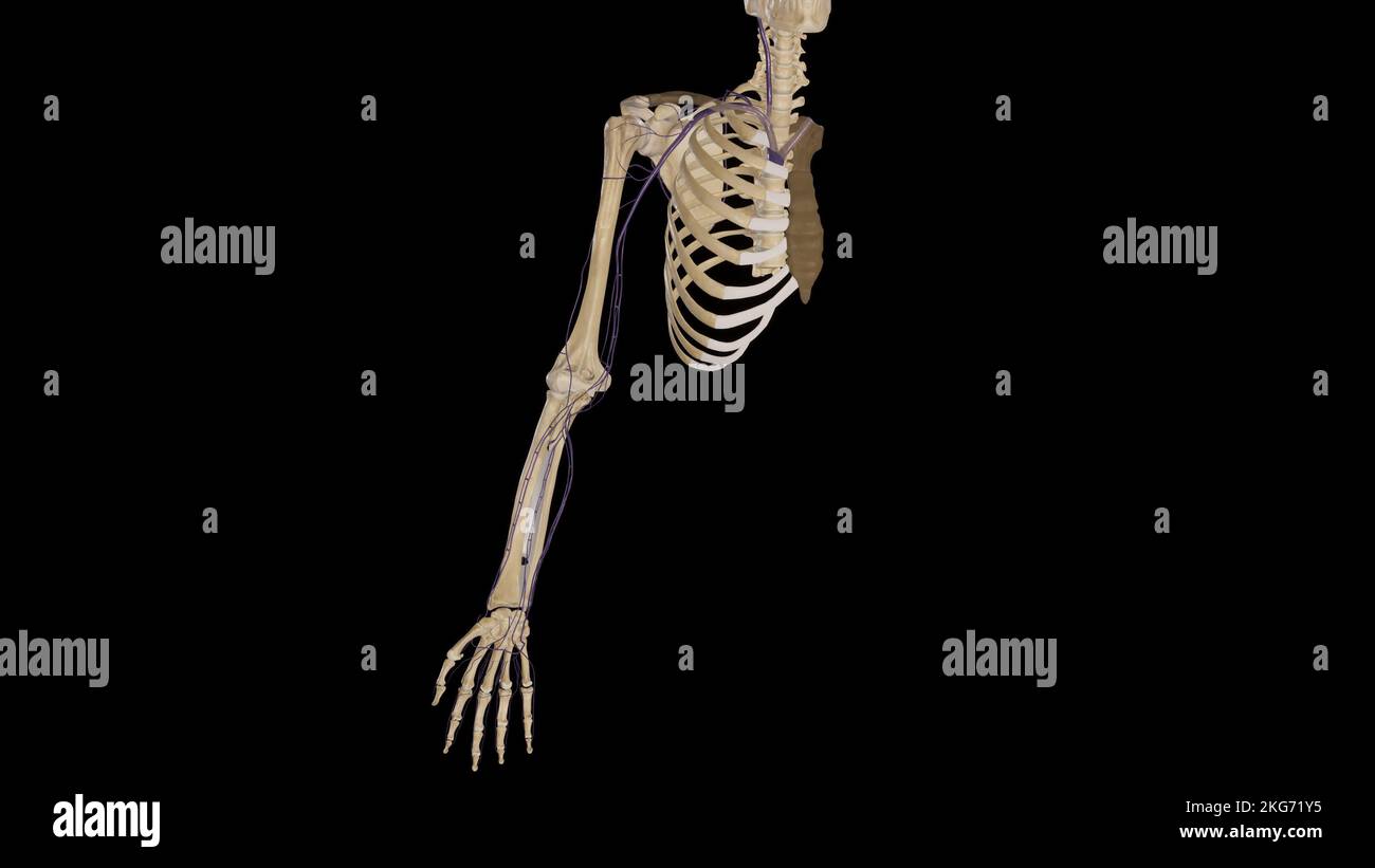 Tiefe Venen der oberen Extremität Stockfoto