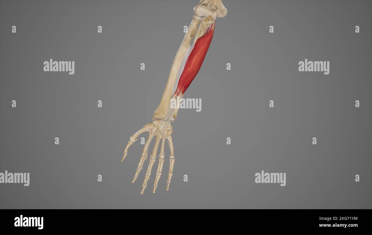 Flexor Digitorum Profundus Stockfoto