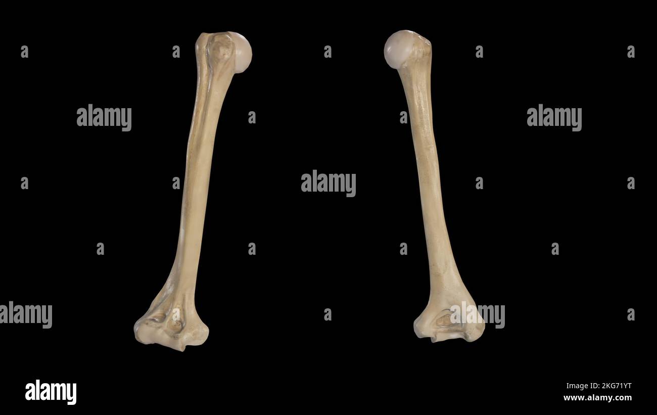 Vorderansicht und Rückansicht des Humerus Stockfoto