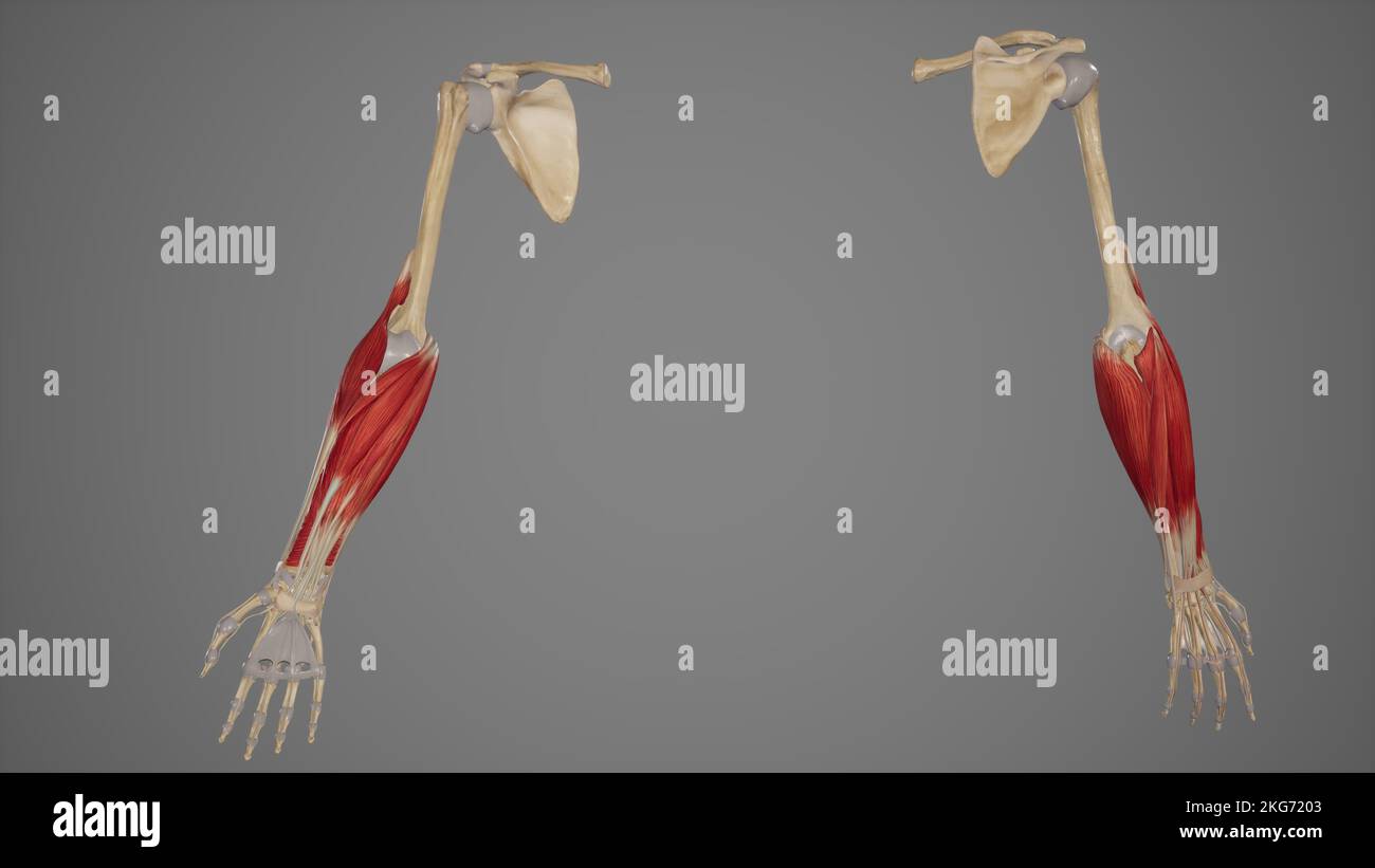 Vorderarmmuskeln in anteriorer und posteriorer Sicht Stockfoto