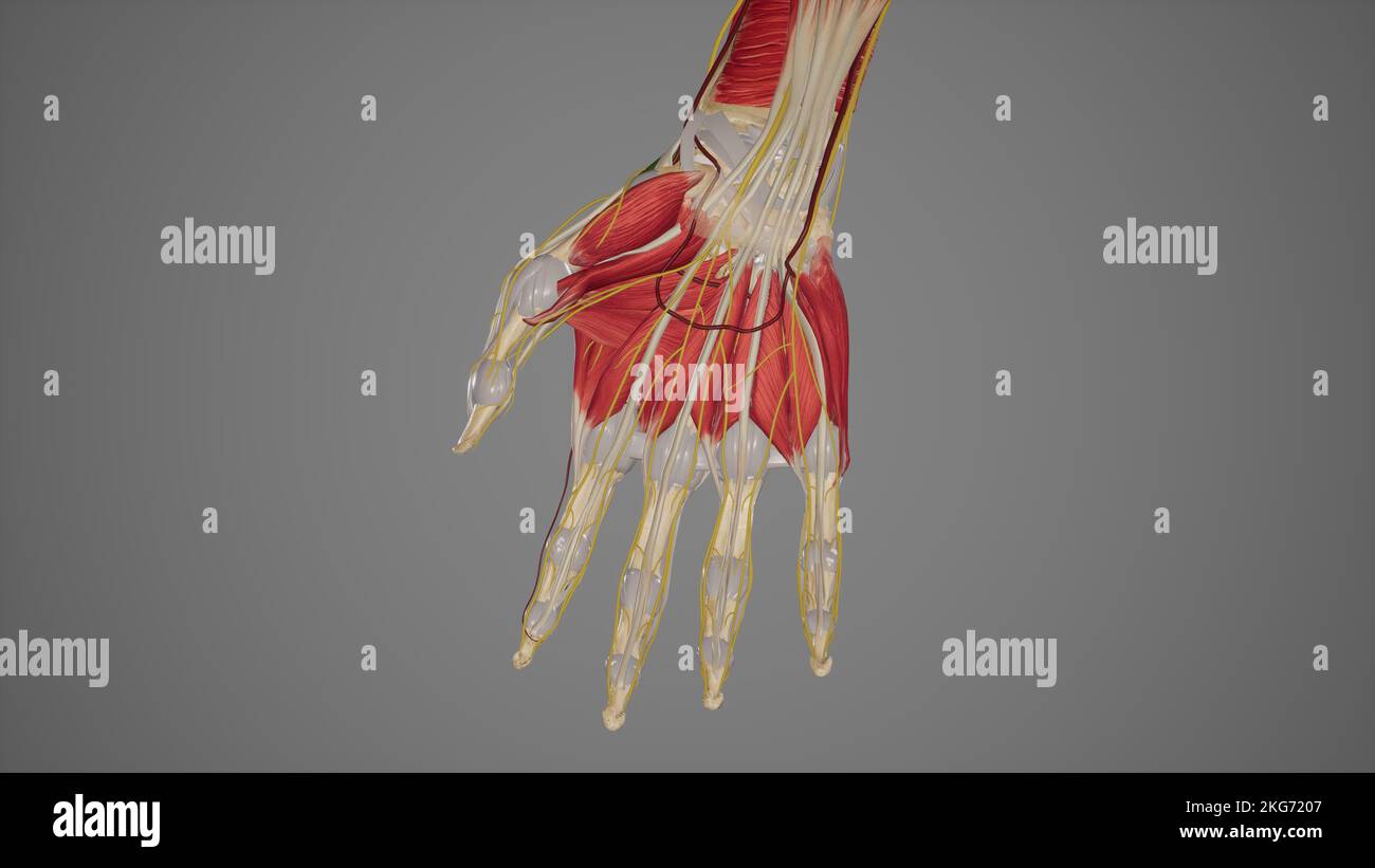 Die Nerven der Hand Stockfoto