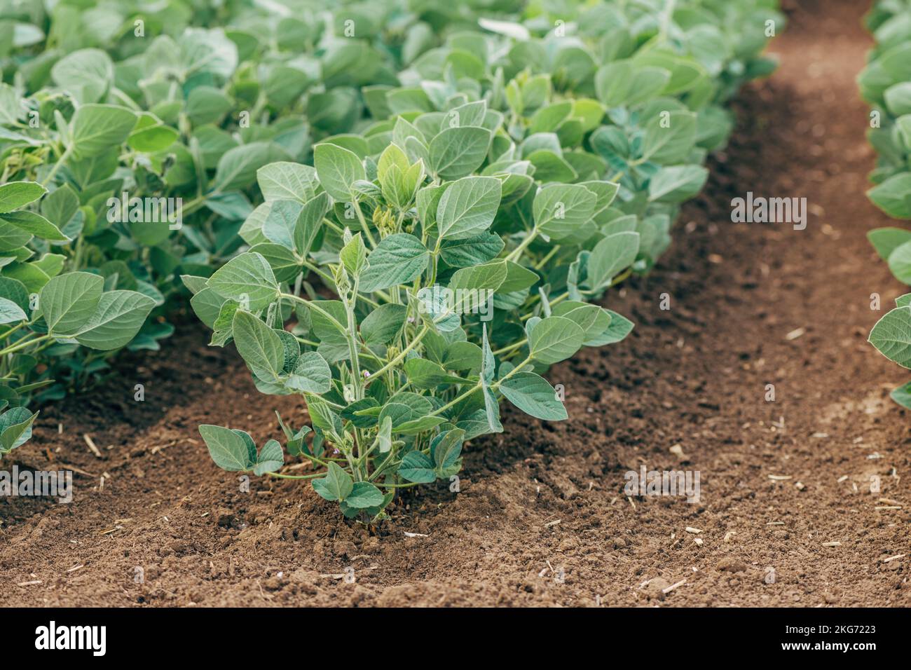 Sojabohnenpflanzen (Glycin max) in kultivierten landwirtschaftlichen Feldern in abnehmender Perspektive, selektiver Fokus Stockfoto