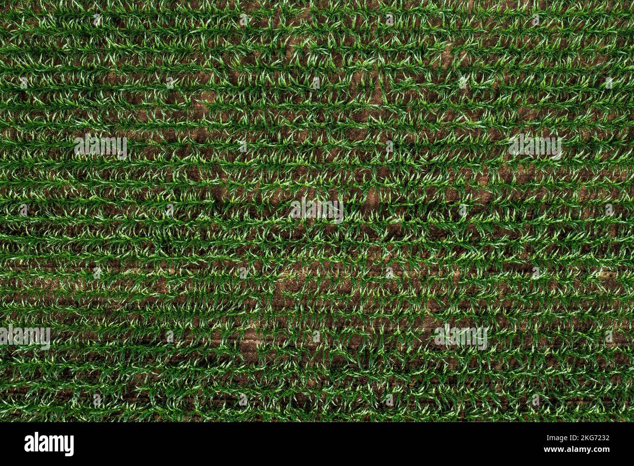 Draufsicht auf grünen Mais-Sämling im kultivierten landwirtschaftlichen Feld, Drohne pov Schuss von Maispflanzen im Frühjahr als abstrakter natürlicher Hintergrund Stockfoto
