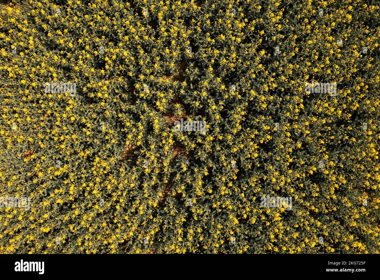 Draufsicht auf gelbe Rapsblumen von Drohne pov. Ölraps wird hauptsächlich für sein ölreiches Saatgut angebaut. Stockfoto