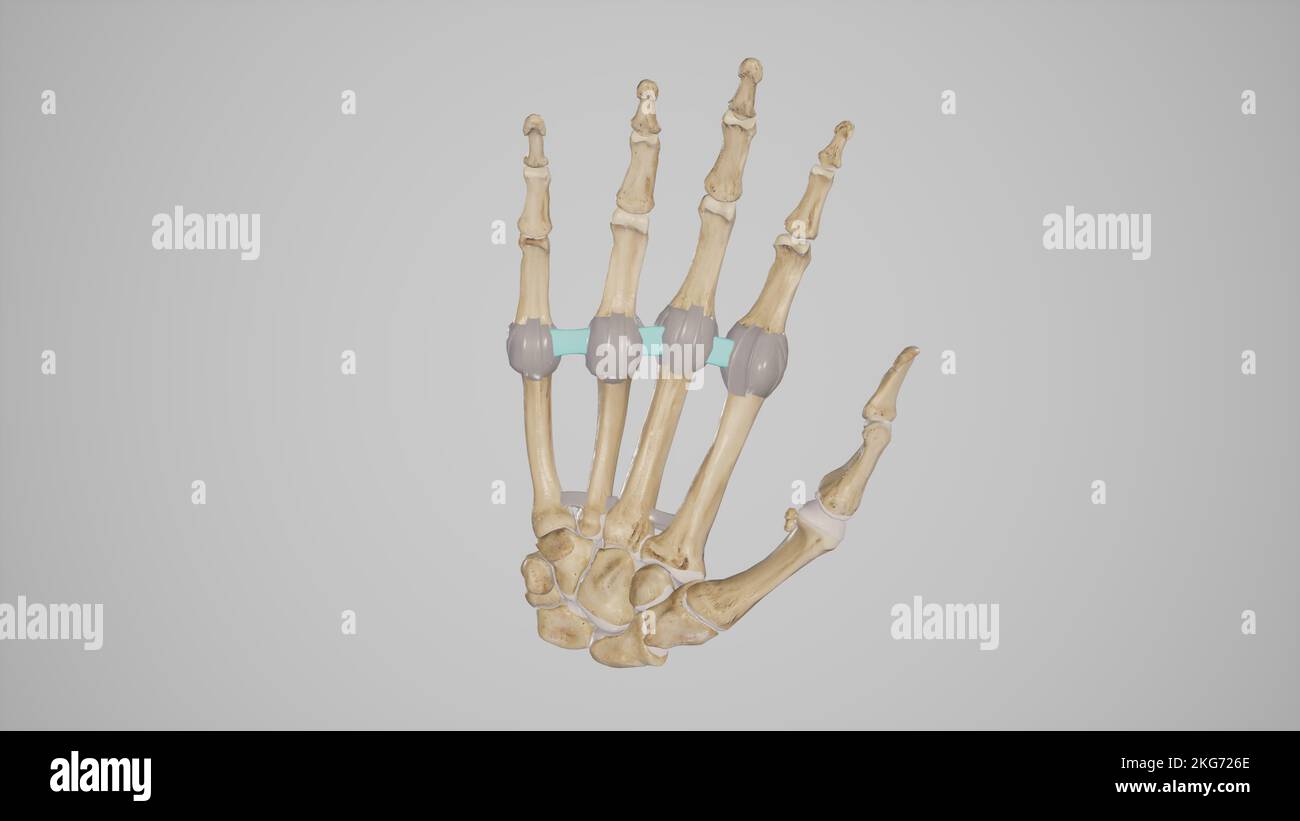 Tiefe Metakarpalligamente Quer Stockfoto