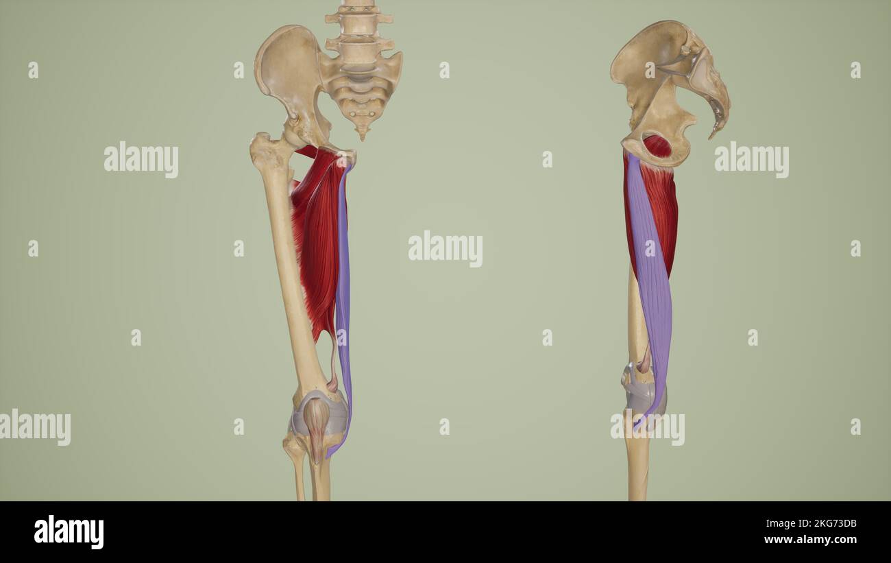 Gracilis Anterior und Lateral View (Vorderansicht und Laterale Ansicht) Stockfoto