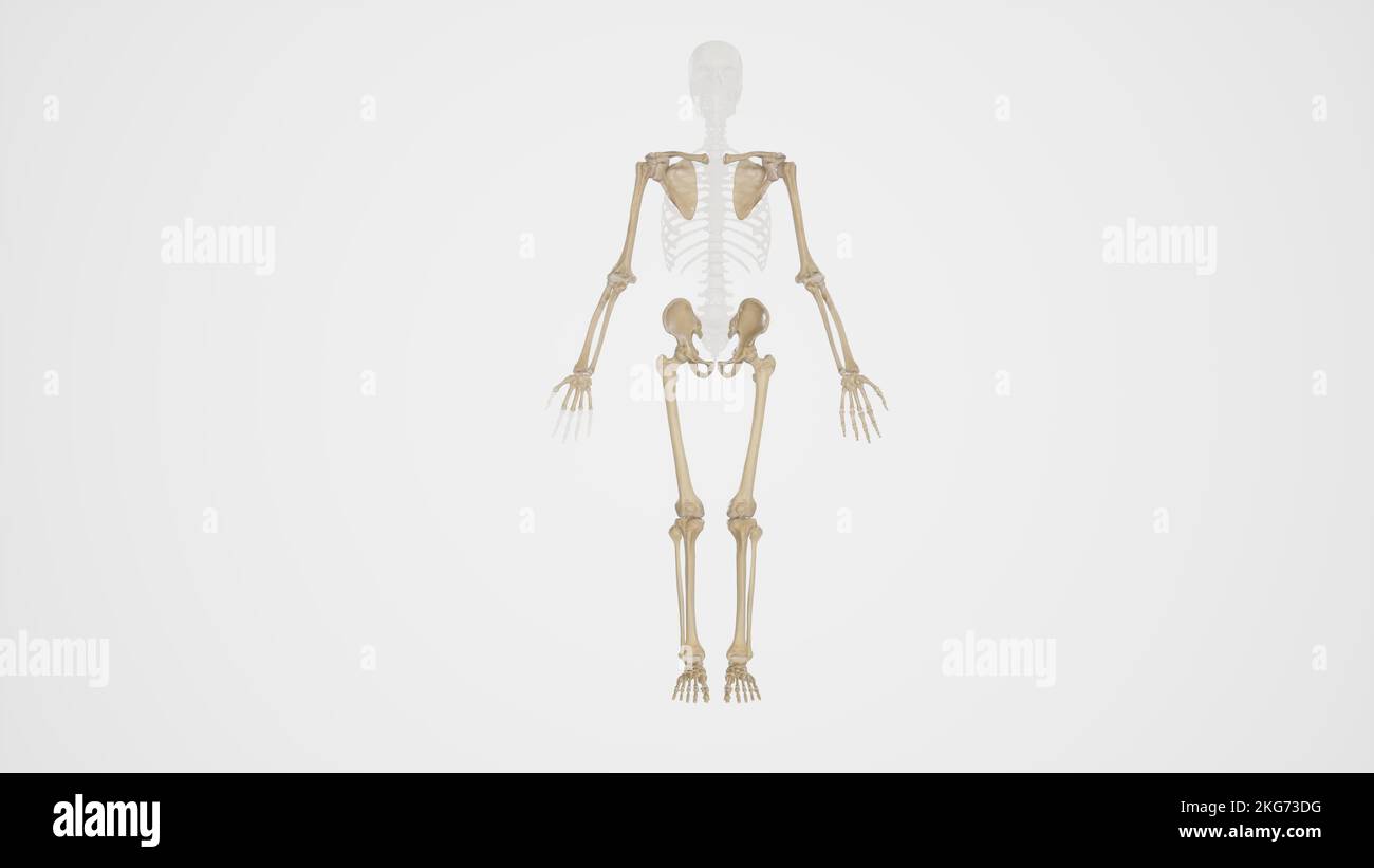 Vorderansicht des Appendicular Skeleton mit weißem Hintergrund Stockfoto