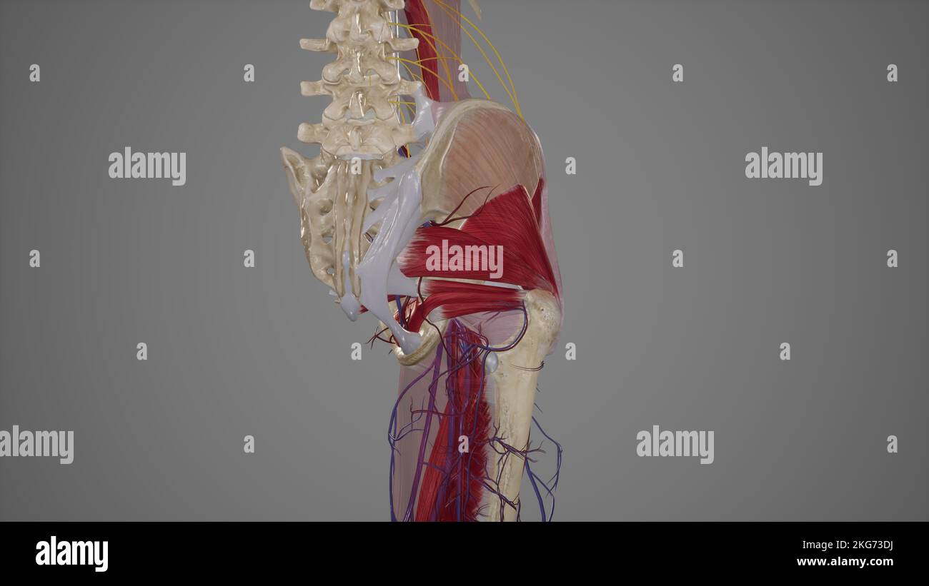 Arterien der Glutealregion Stockfoto