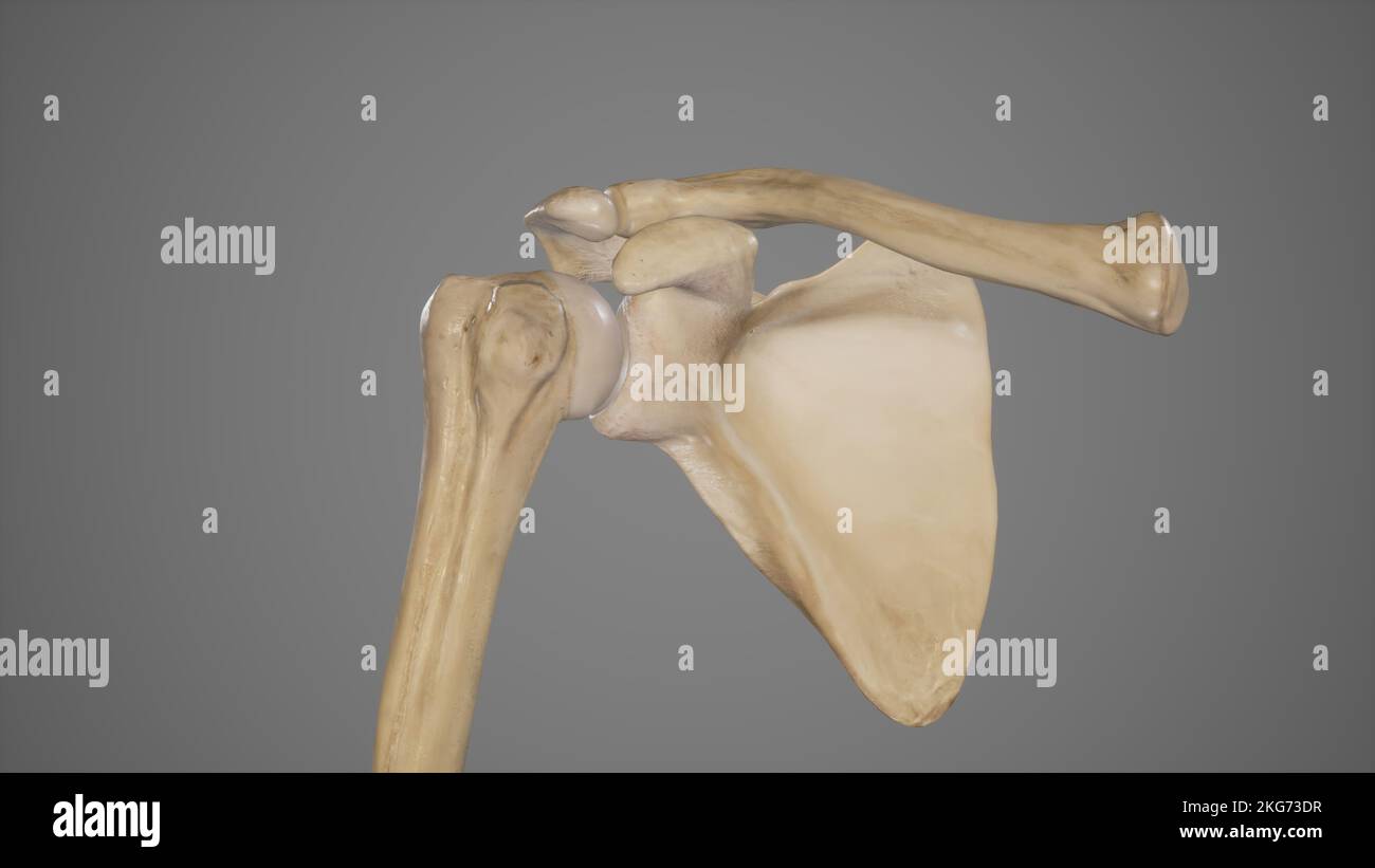 Knochen der Schulteranatomie Stockfoto