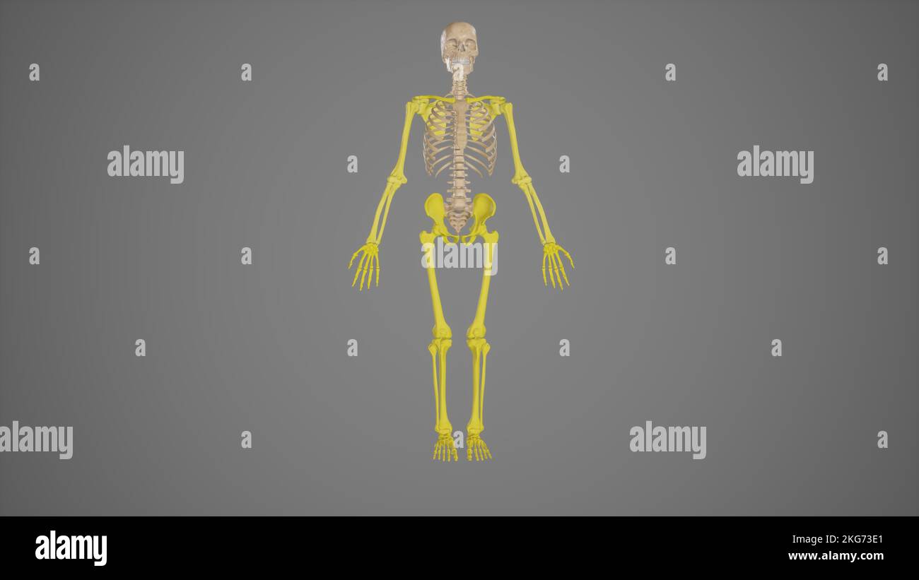 Farbige Appendicular Skeleton Anatomy Stockfoto