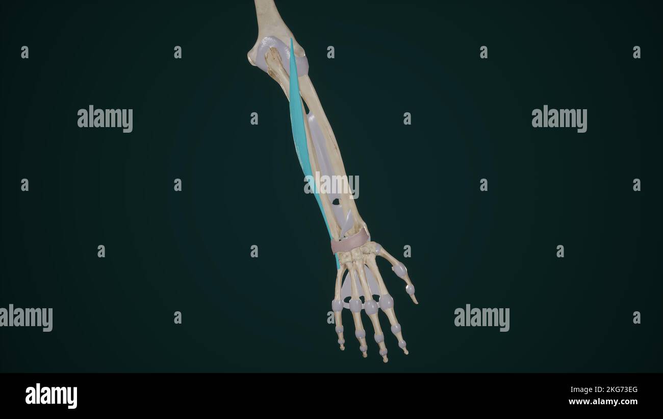 Extensor Carpi Ulnaris Stockfoto
