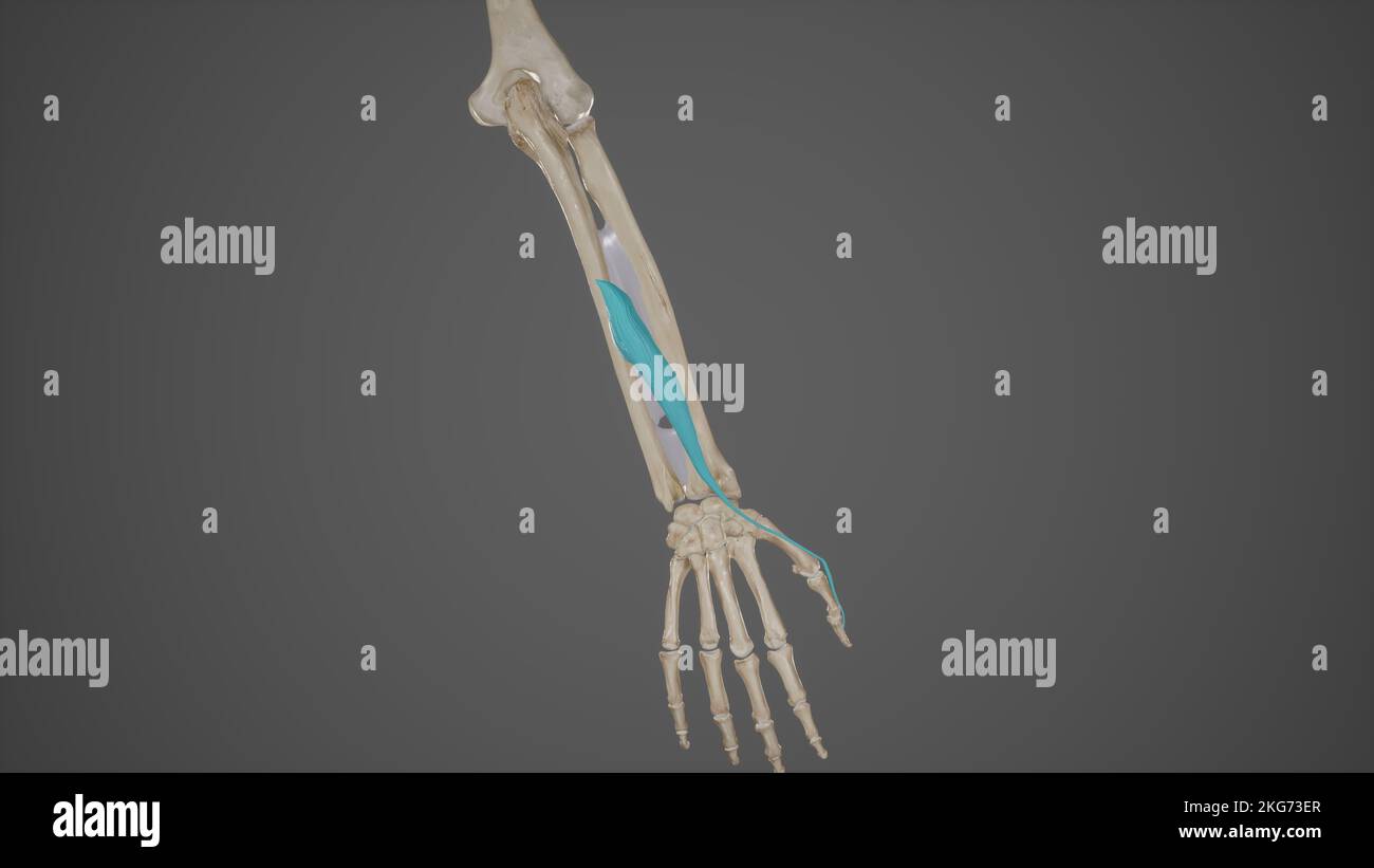 Extensor Pollicis Longus Stockfoto