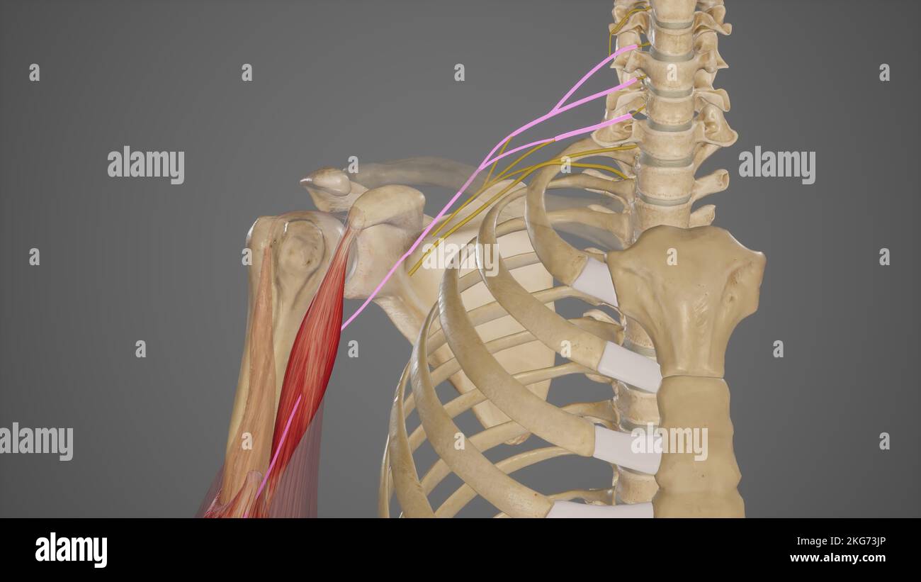 Uber die Entstehung des Nervus musculocutanus Stockfoto