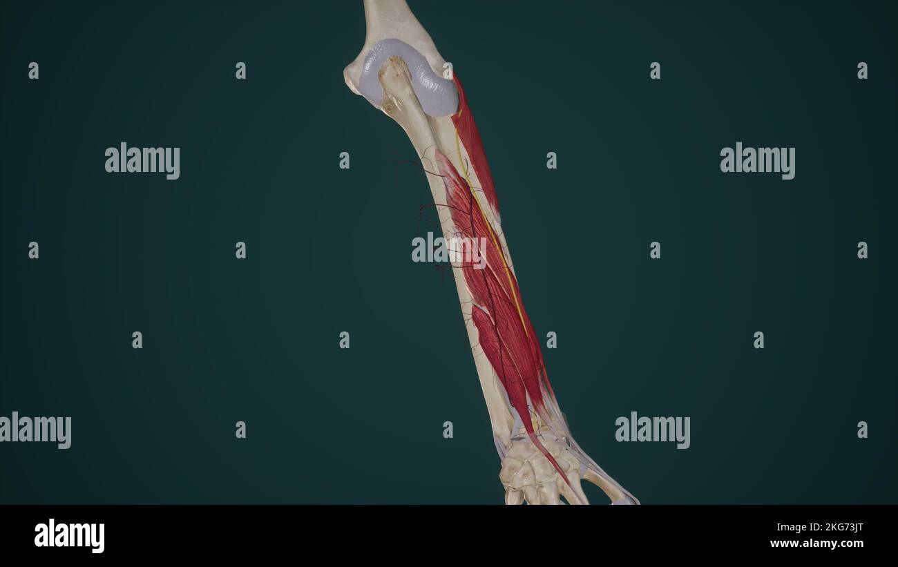 Arteria interossea posterior und N. radialis im hinteren Unterarm Stockfoto