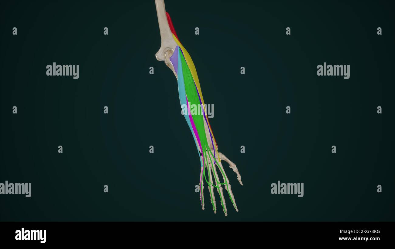 Oberflächliche Streckmuskeln des Unterarms Stockfoto