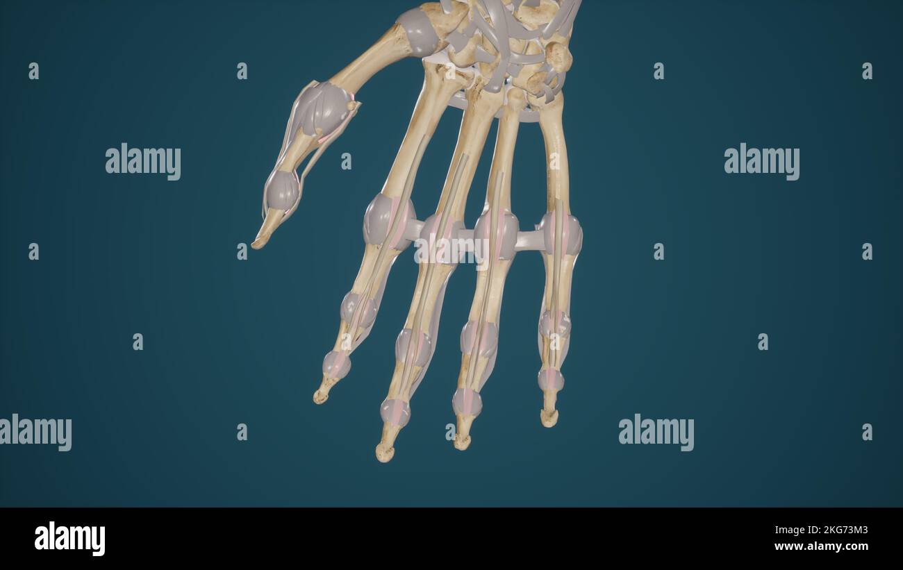 Metakarpophalangeale und interphalangeale Bänder Stockfoto Metakarpophalangeale und interphalangeale Bänder Stockfoto
