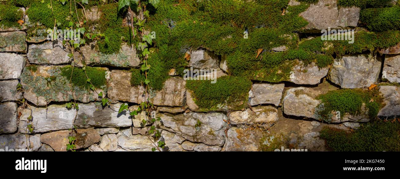Breites Panoramablick auf alte Natursteinmauer mit grünem Moos und Efeu als natürlichen Hintergrund Stockfoto