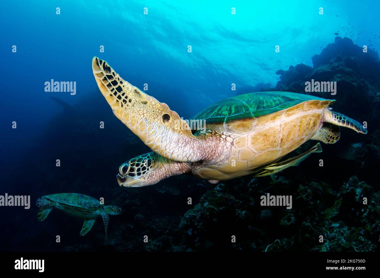 Grüne Meeresschildkröte Stockfoto