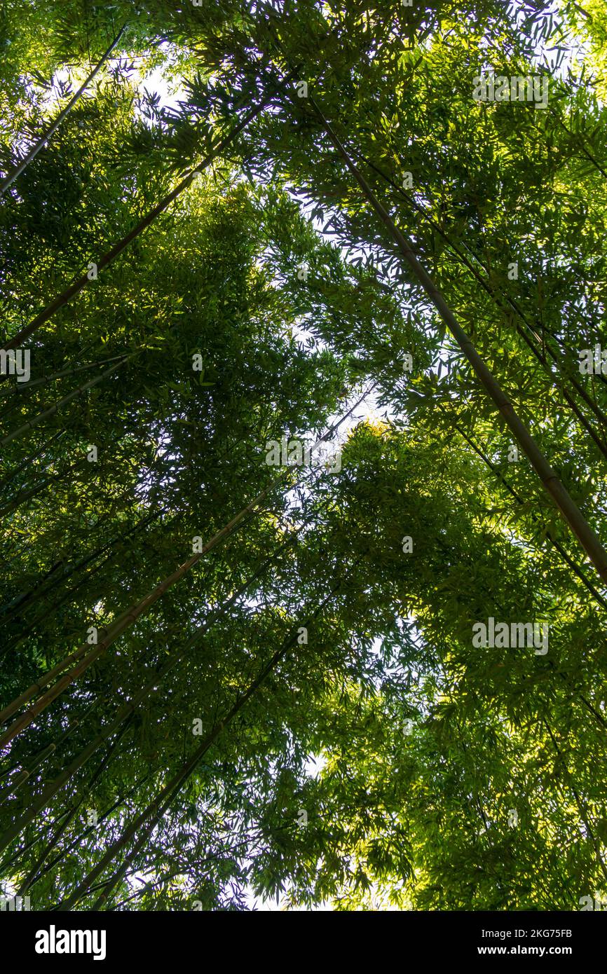 Leuchtend grüner Bambushain Stockfoto