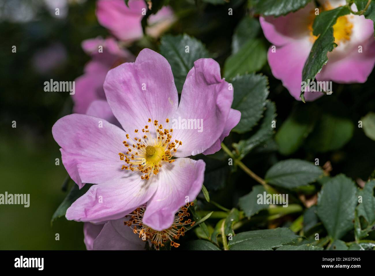 Wilde Rose, Makroblumenfoto, Nachtblumenaufnahme Stockfoto