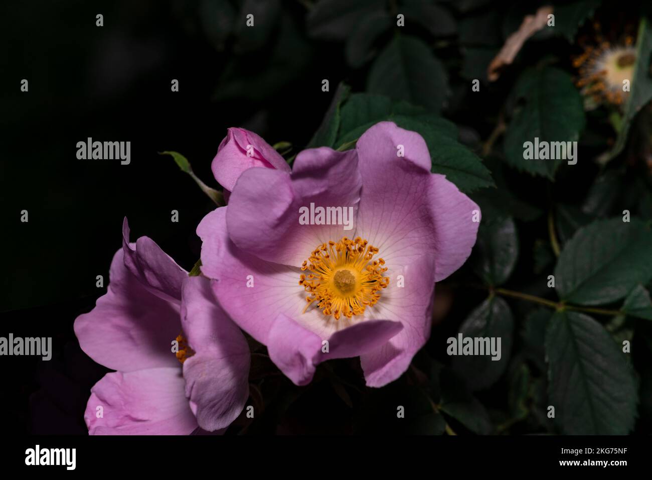 Wilde Rose, Makroblumenfoto, Nachtblumenaufnahme Stockfoto