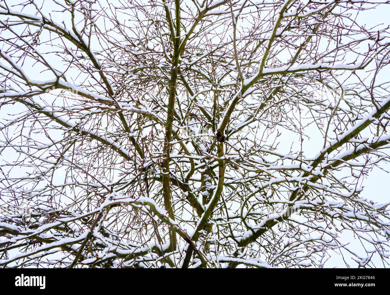 Schneebedeckte Äste und Winter Stockfoto